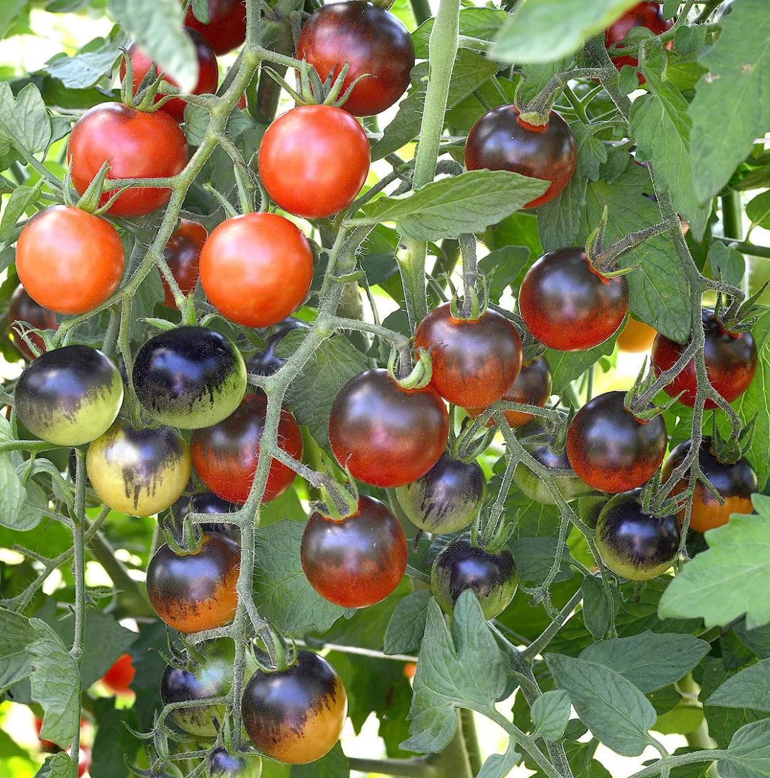 原来姹紫嫣红开遍 似这般都与花青素有关 张太和黑枸杞怎么样