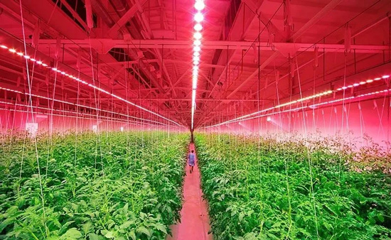 植物照明3.jpg