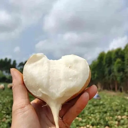 沙葛的功效与作用及食用方法