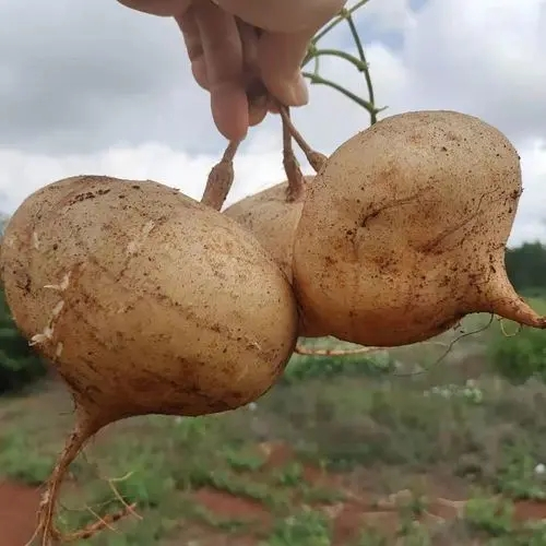 沙葛的功效与作用及食用方法