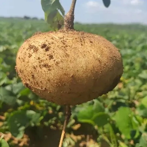 沙葛的功效与作用及食用方法