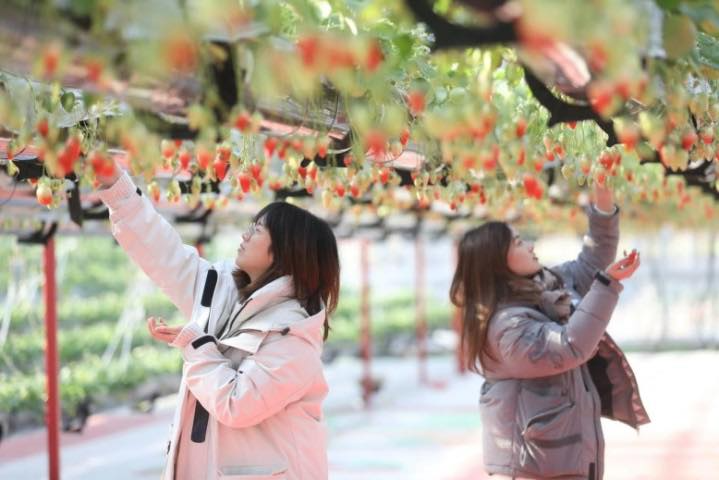 杨村桥镇千亩草莓“标准地”火了