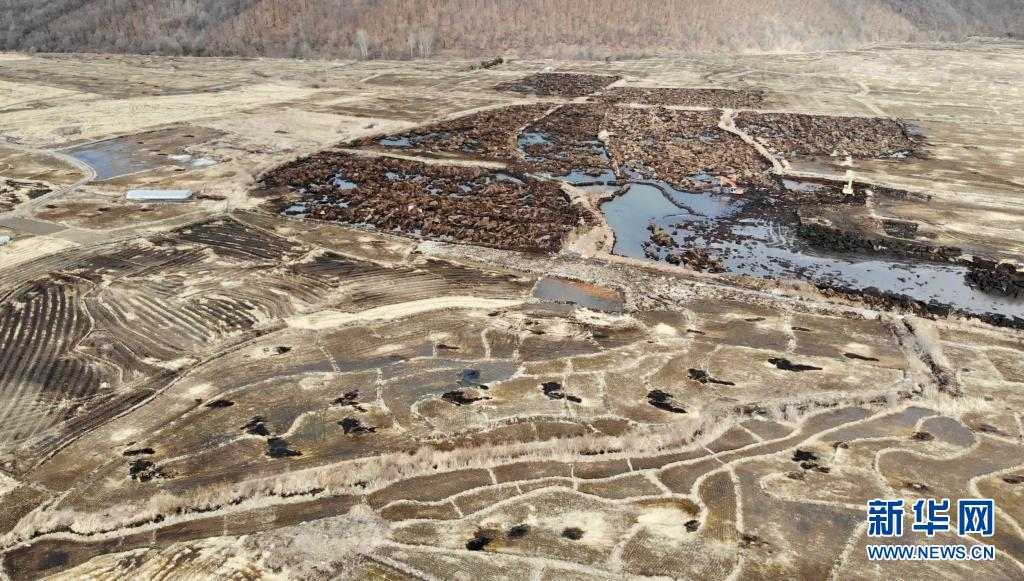 3月30日,在黑龙江省五常市沙河子镇福太村,采挖现场暴露着深度为半米至1米不等的多个大坑,如同大地的“疮疤”(无人机照片)。新华社记者 马知遥 摄