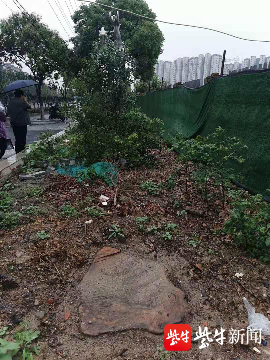 残留的树根 紫牛新闻 图