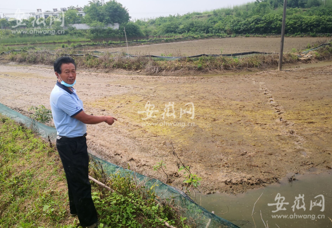 昔日的龙虾田,龙虾被毒死后,改播稻种依旧被毒死。