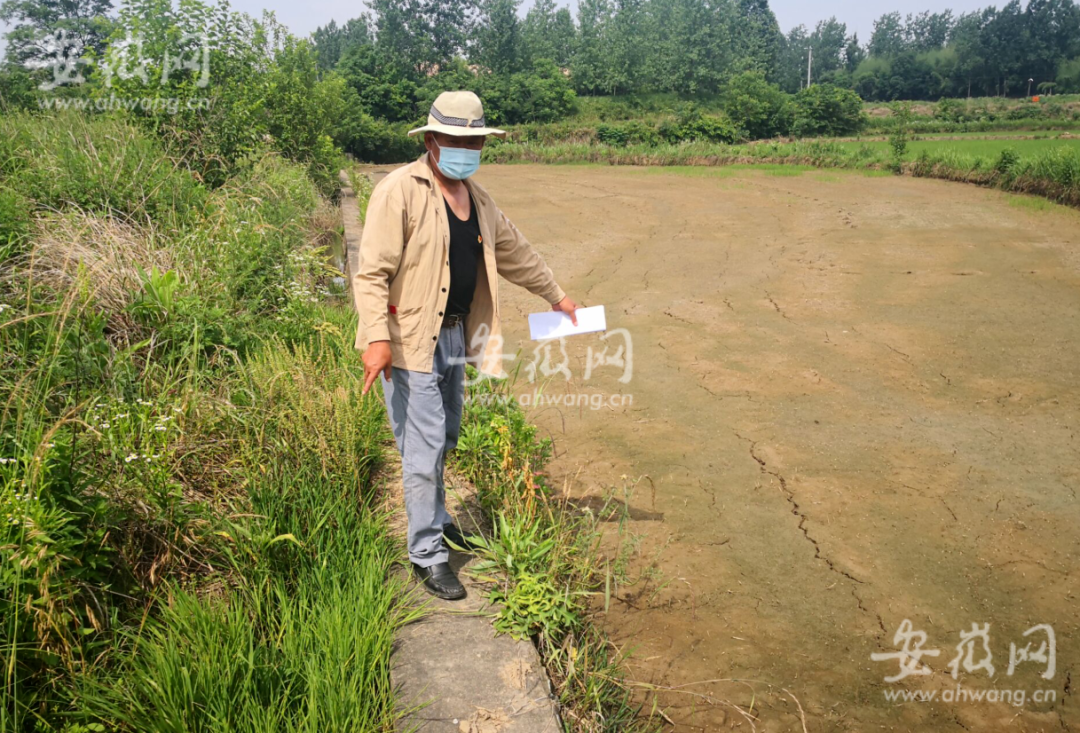 稻种播撒后,刚发芽的秧苗被毒死,秧田变成了“荒原”。