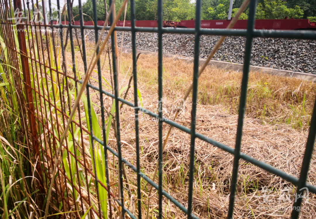 栅栏内是铁路范围,里面的草也基本枯死了。