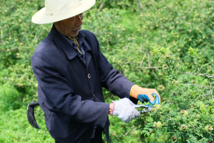 村民唐召良正在给刺梨修剪多余的枝叶