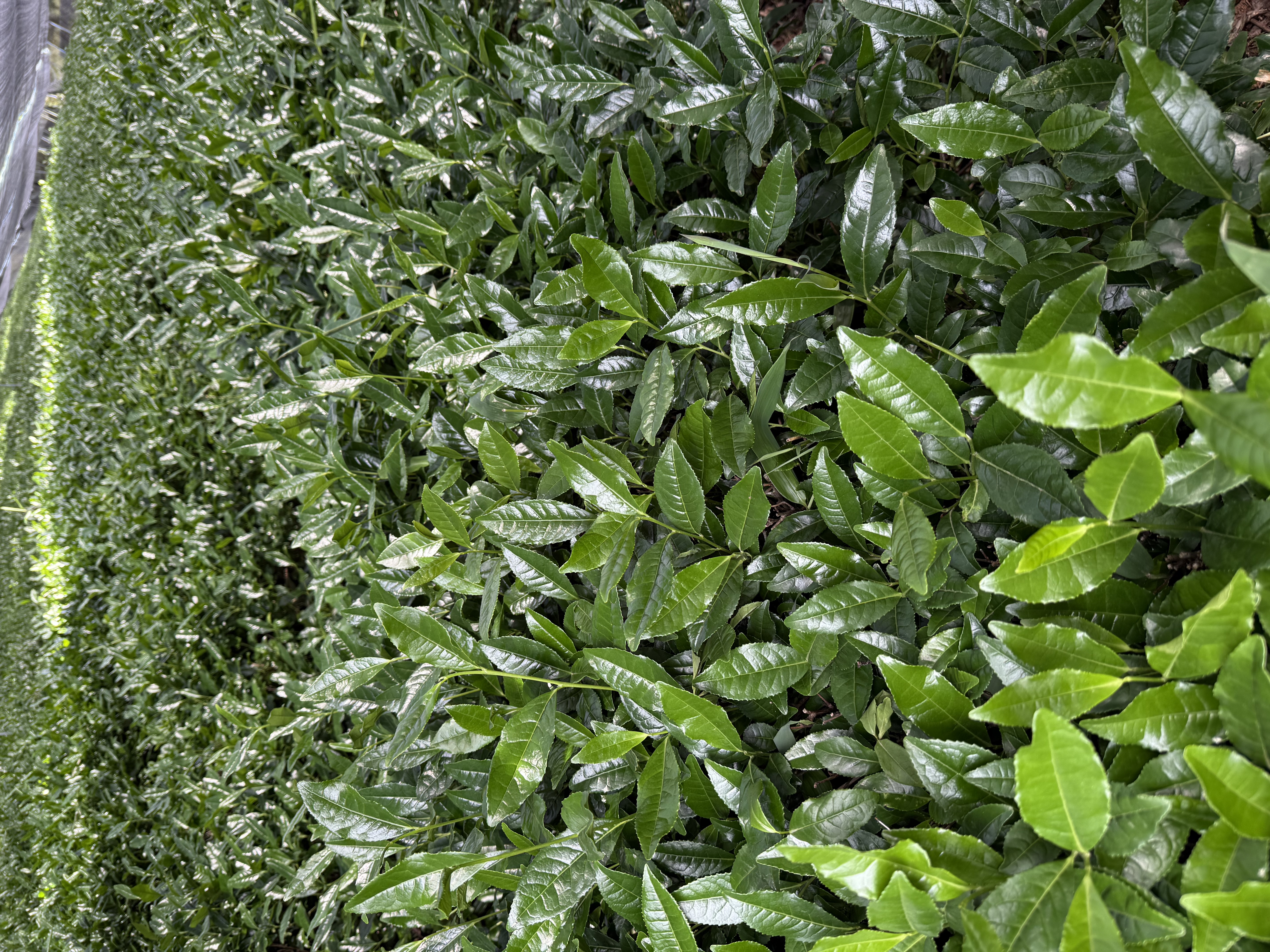 Shade Canopy Cultivation