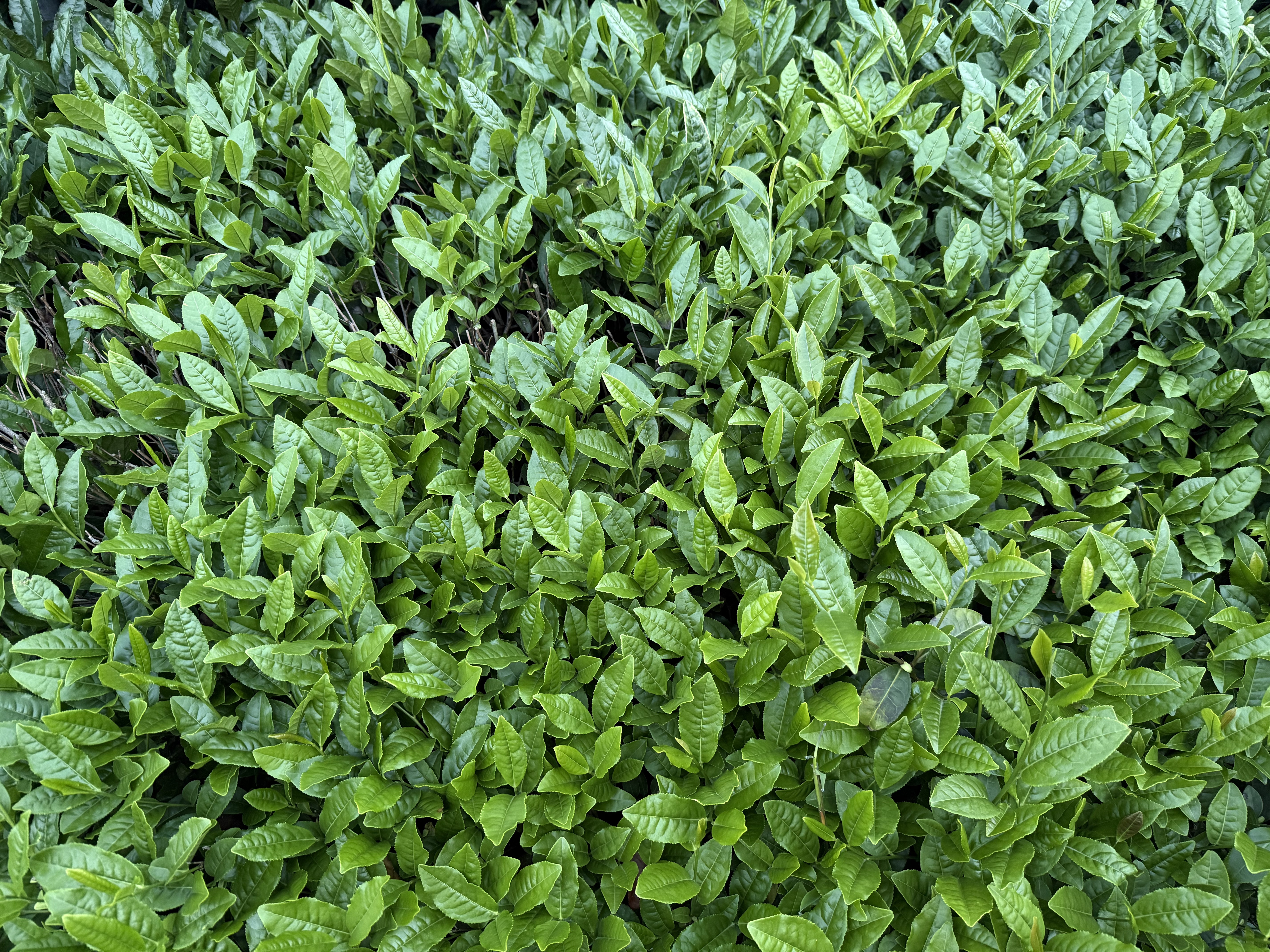Hand-Picked at Dawn